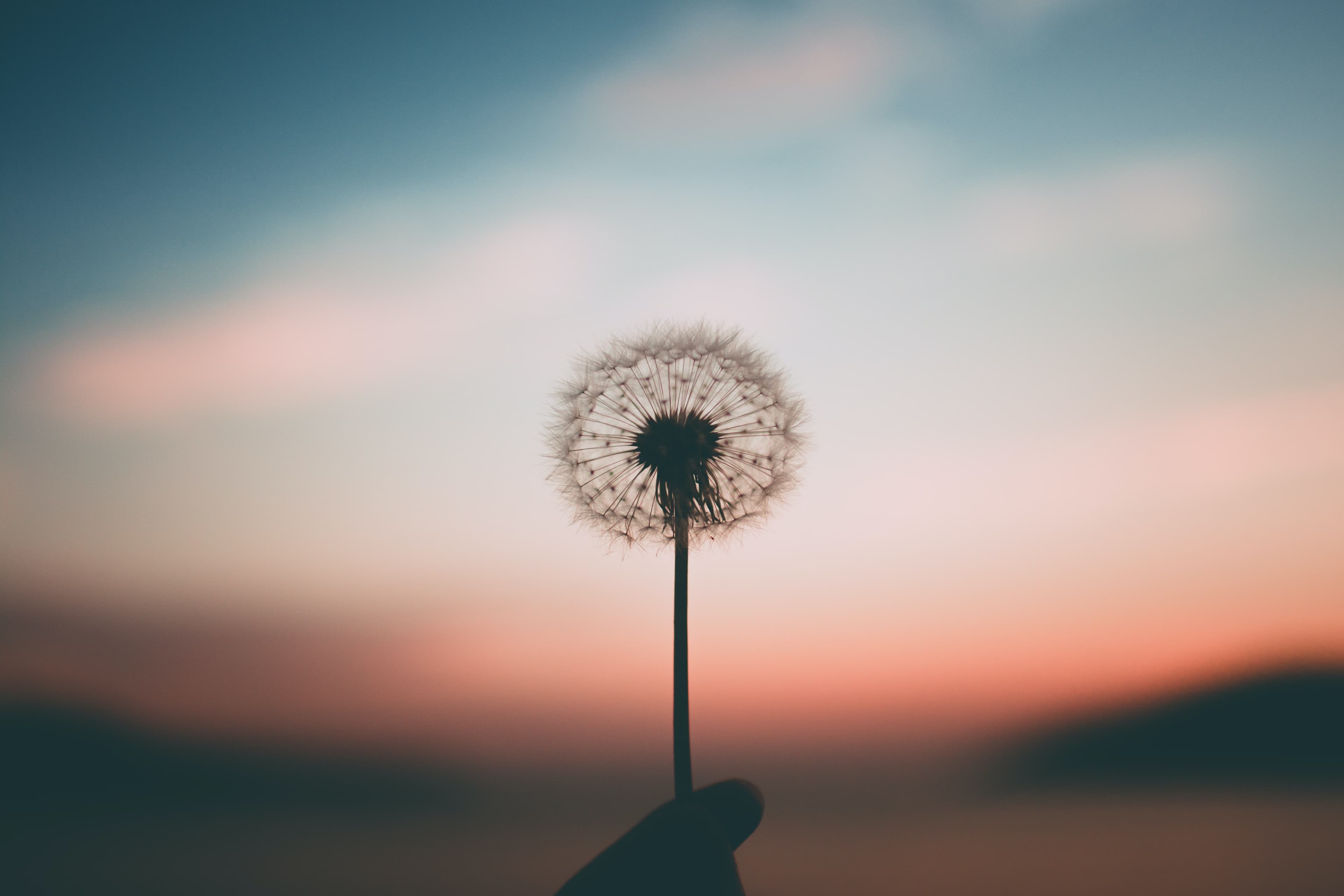 Dandelion be held in the hands of someone during sunset